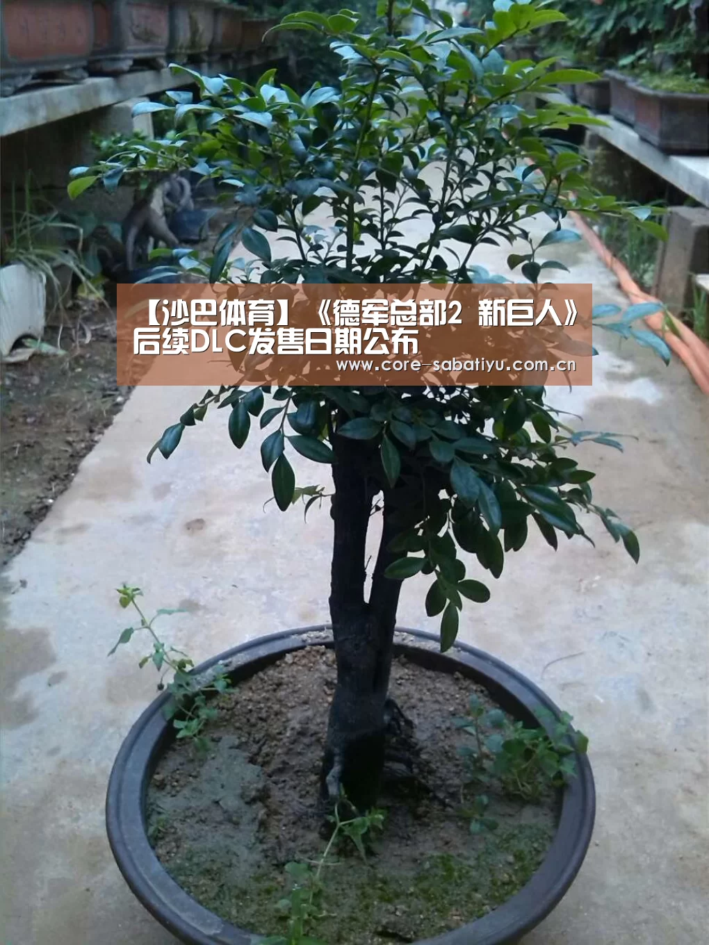 沙巴体育数据