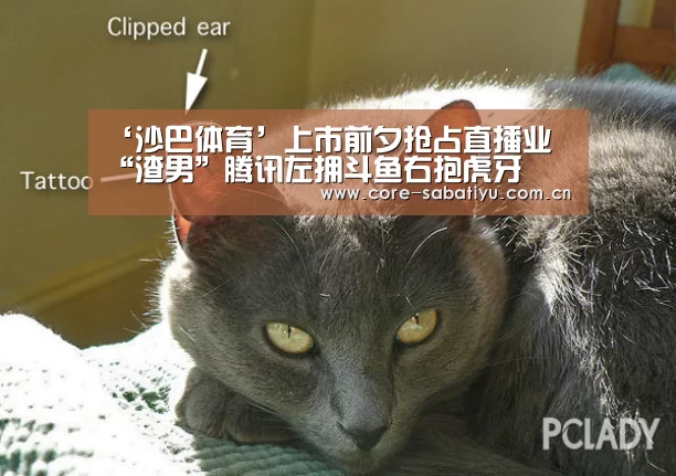 沙巴体育app